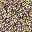 Amish Country Popcorn Blue 4 oz